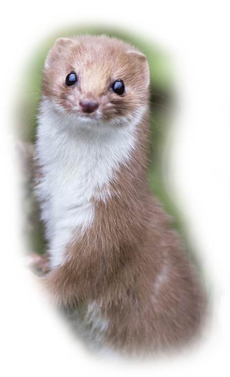 The Wise Weasel